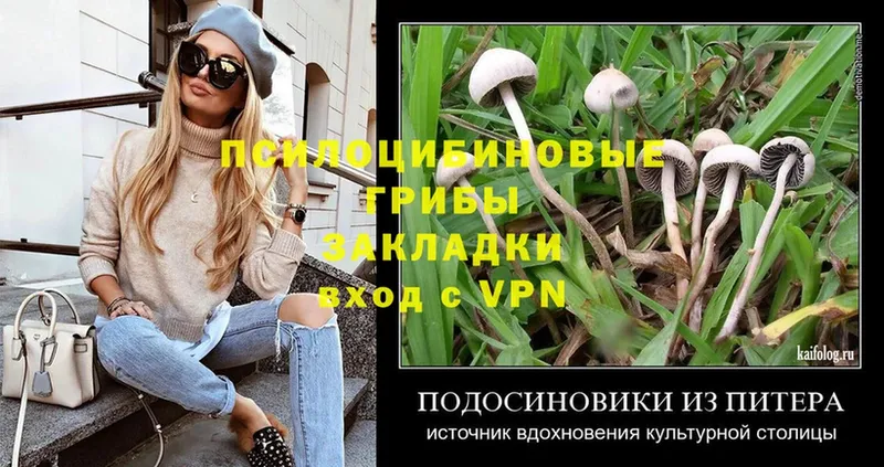 Галлюциногенные грибы Psilocybe  Бузулук 